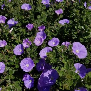 Convolvulus Mauritanicus 15cm Pot