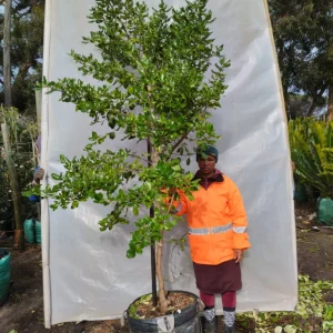 Coprosma-baueri-STD-70lt-RH.webp Coprosma Baueri STD 70lt