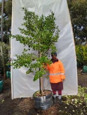 Coprosma-baueri-STD-70lt-RH.webp Coprosma Baueri STD 70lt