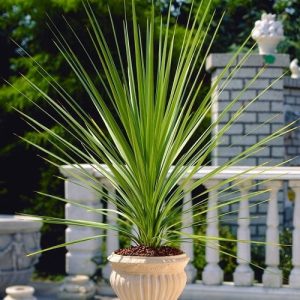 Cordyline-Australis-Green.jpg Cordyline Australis Green