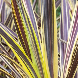 Cordyline-Banksii-Electric-Flash-Pbr.webp Cordyline Banksii Electric Flash Pbr 15cm Pot