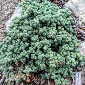 Corpuscularia Lehmannii 9cm Pot