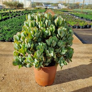 Crassula-Blue-Hale-23cm-Pot.jpeg Crassula Blue Hale 23cm Pot