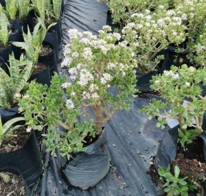 Crassula Ovata 10lt