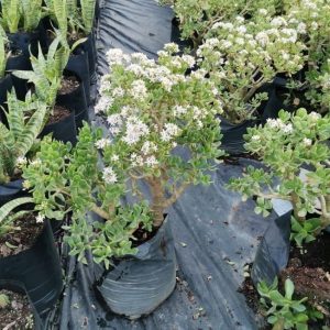 Crassula-Ovata-10lt.jpeg Crassula Ovata 10lt