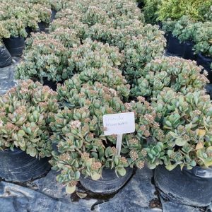 Crassula Arborescens 20lt