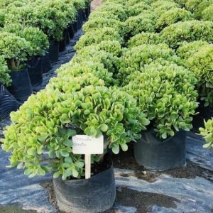 Crassula-ovata-20lt.jpeg Crassula Ovata 20lt