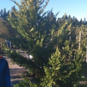 Gold Leyland Cypress Tree 70lt