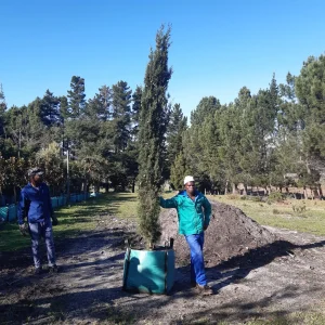 Graveyard Cypress 250lt