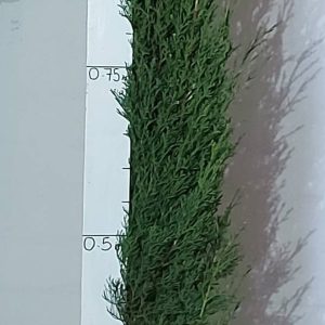 Cupressus-Stricta.jpg Cupressus Stricta 20lt