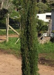Graveyard Cypress 70lt