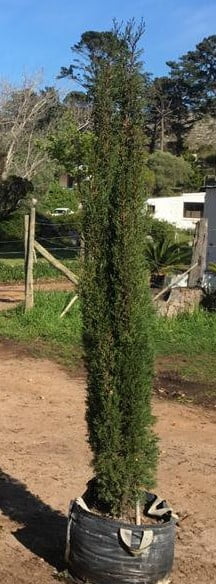 Graveyard Cypress 70lt