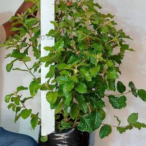 Curtisia-Dentata.jpg Curtisia Dentata Shrub 20lt