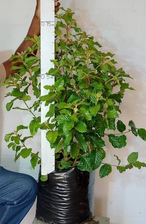 Curtisia-Dentata.jpg Curtisia Dentata Shrub 20lt