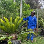 Cycad 125lt Tree