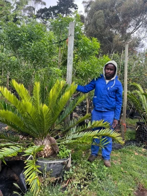 Cycad-125lt-RH.webp Cycad 125lt Tree