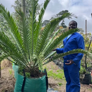 Cycad Tree 250lt