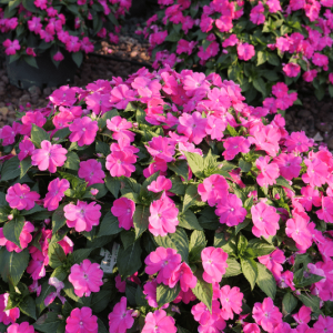 Impatiens Sol Luna 14cm Pot