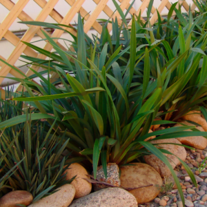 Dianella "Tazz Red" 17cm Pot