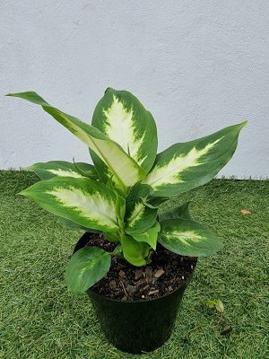 Dieffenbachia Exotica 15cm Pot