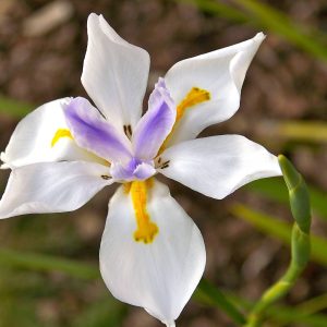 Dietes_grandiflora.jpg Dietes Grandiflora 4lt