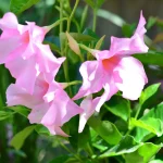 Dipladenia 'Diamantina Tourmaline Rose' 19cm Pot on Trellis