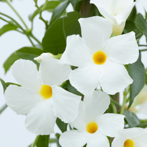 Dipladenia-White-14cm.png Dipladenia White 14cm Pot