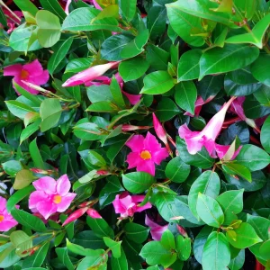 Dipladenia-jade-pink.webp Dipladenia Jade Pink 10lt