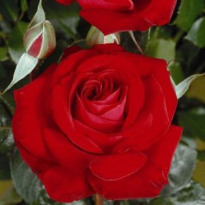 Dorsland-Red-Rose.jpg Dorsland Red Rose 5lt