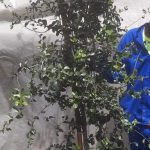 Kei Apple Tree 70lt