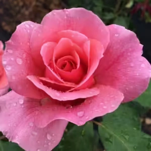 Duet Rose 5lt Duet Rose 5lt