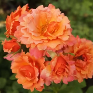 Easy Does It Rose 5lt Easy Does It Rose 5lt