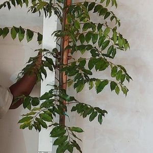 Ekebergia-Capensis-Pondo-20lt-p.jpg Ekebergia Capensis Pondo 20lt