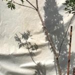 Cape Ash Tree 70lt