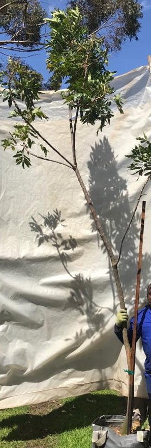 Cape Ash Tree 70lt
