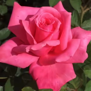 Electron Rose 5lt