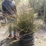 Elegia Tectorum 70lt
