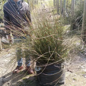 Elegia-tectorum.webp Elegia Tectorum 70lt