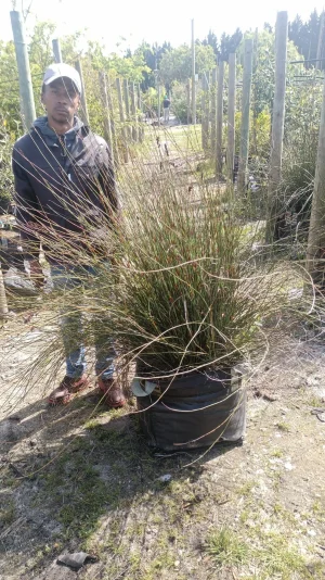 Elegia Tectorum 70lt