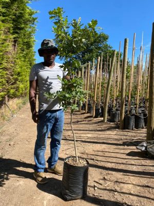 English Oak Tree 20lt