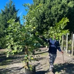 Coral Tree 70lt