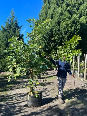 Coral Tree 70lt