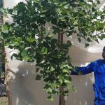 Coral Tree 70lt