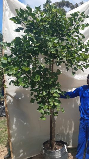 Coral Tree 70lt