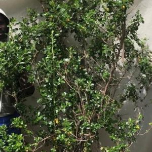 Escallonia-Alba-70lt.jpg Escallonia 'Alba' White 70lt