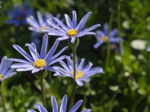 Felicia Felicity Tara Blue 14cm Pot