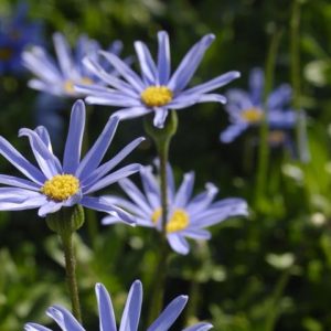 Felicia-Felicity-Tara-Blue-14cm.jpg Felicia Felicity Tara Blue 14cm Pot