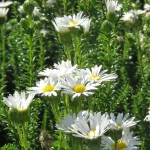 Felicia Echinata White 4lt