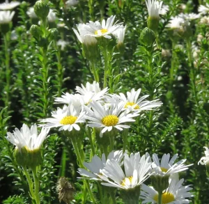 Felicia-echinata-white.webp Felicia Echinata White 4lt COMBO DEAL
