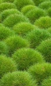 Festuca Scoparia 17cm Pot